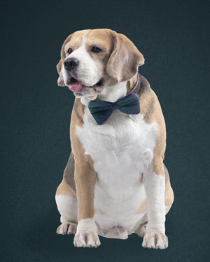 Green Plaid Slider Bow